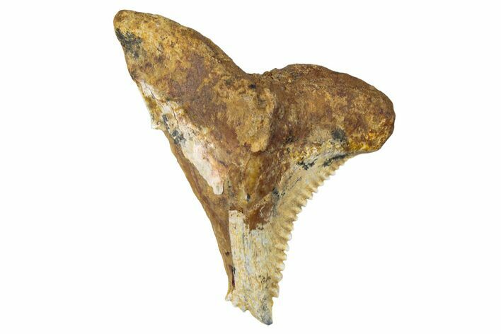 Fossil Shark Tooth (Hemipristis) - Angola #259458